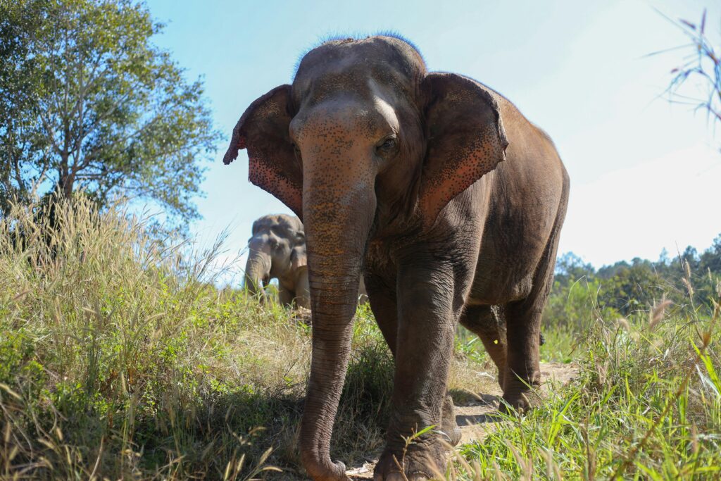 Close-up of an Asian elephant in a sanctuary in Chiang Mai, Thailand under bright sunlight.
