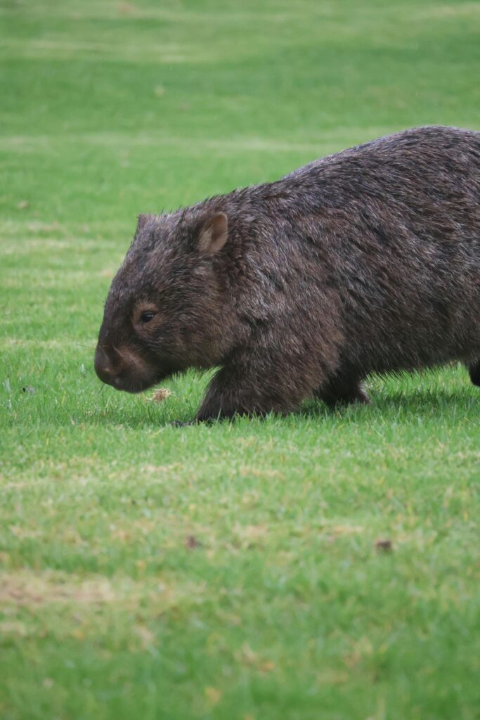 pexels-photo-35748621-35748621 wombat